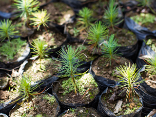 Tree Nursery Production